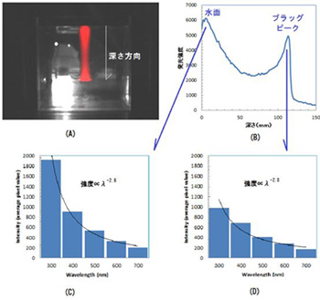 炭素線による水の発光画像(A)、深度分布(B)、水面での発光スペクトル(C)、ブラッグピークでの発光スペクトル(D)